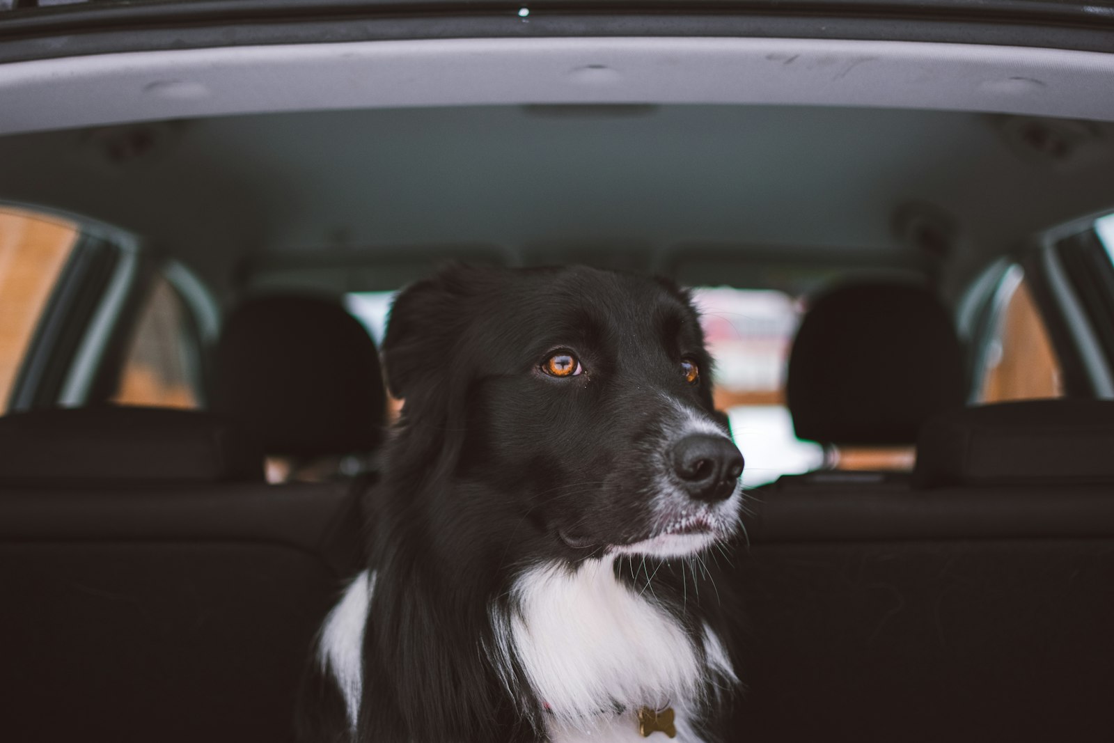 Large dog riding securely in the back seat of a car