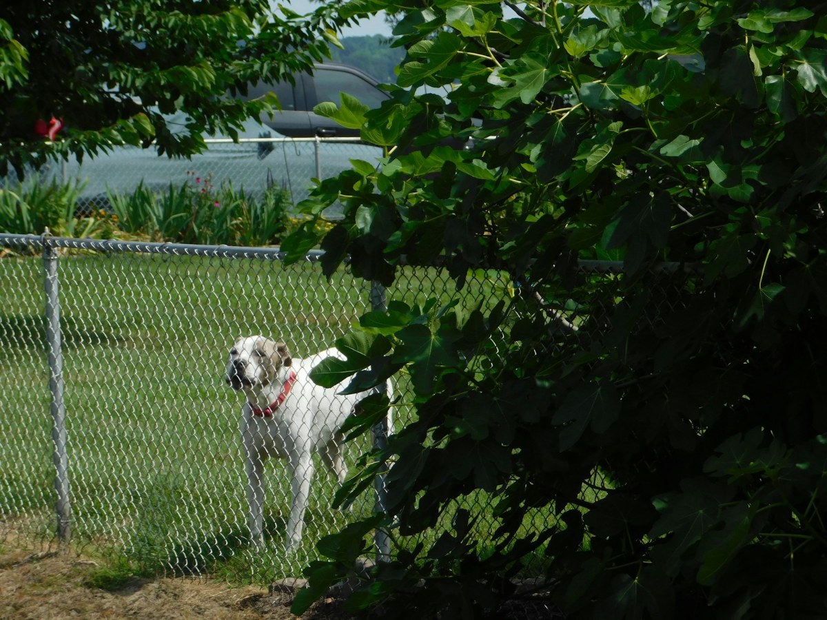 Large dog behind a welded wire fence, representative of the YITAHOME 7.5 x 7.5 Outdoor Dog Kennel