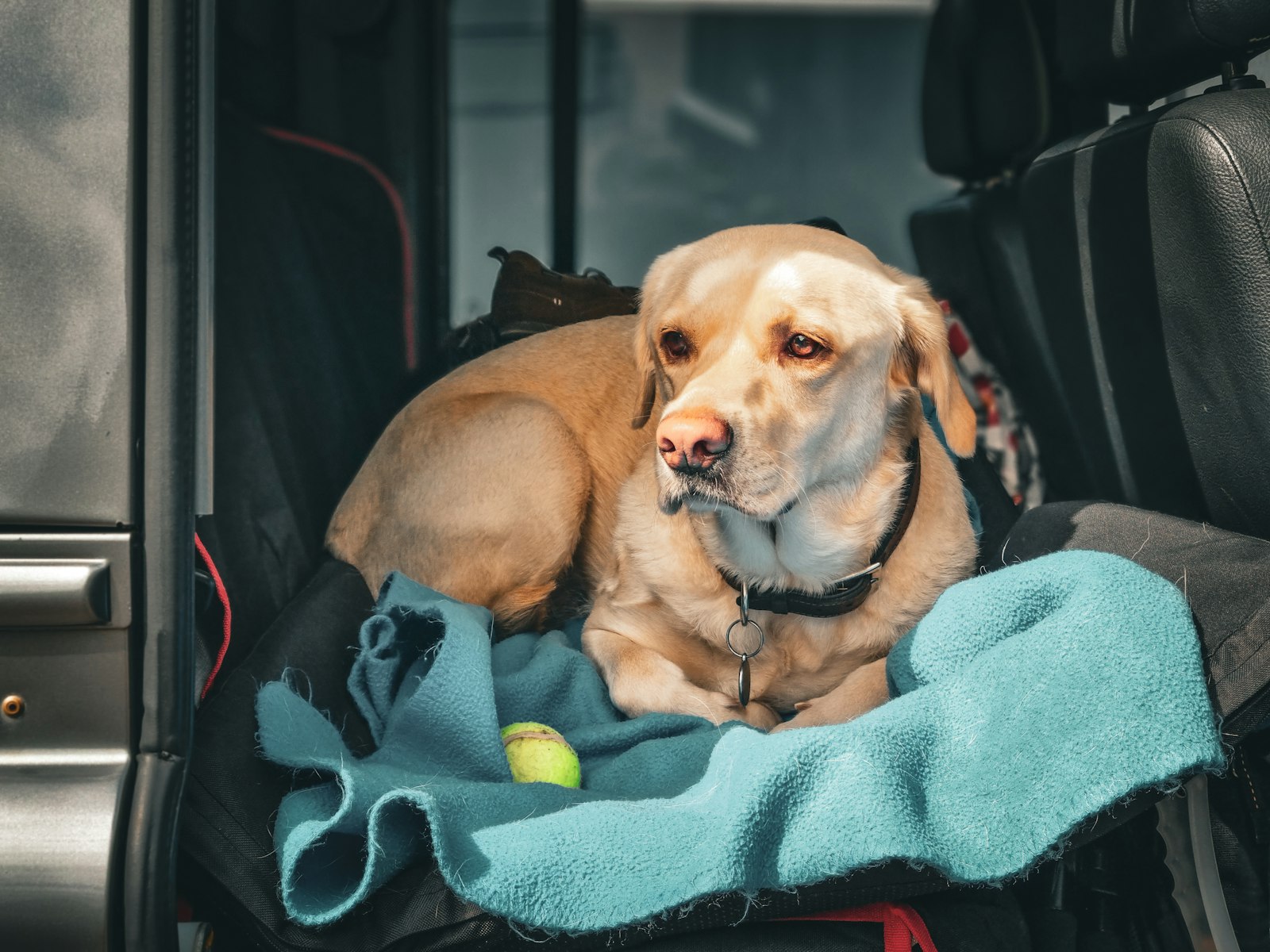 Large dog resting in the back of a car on a blanket