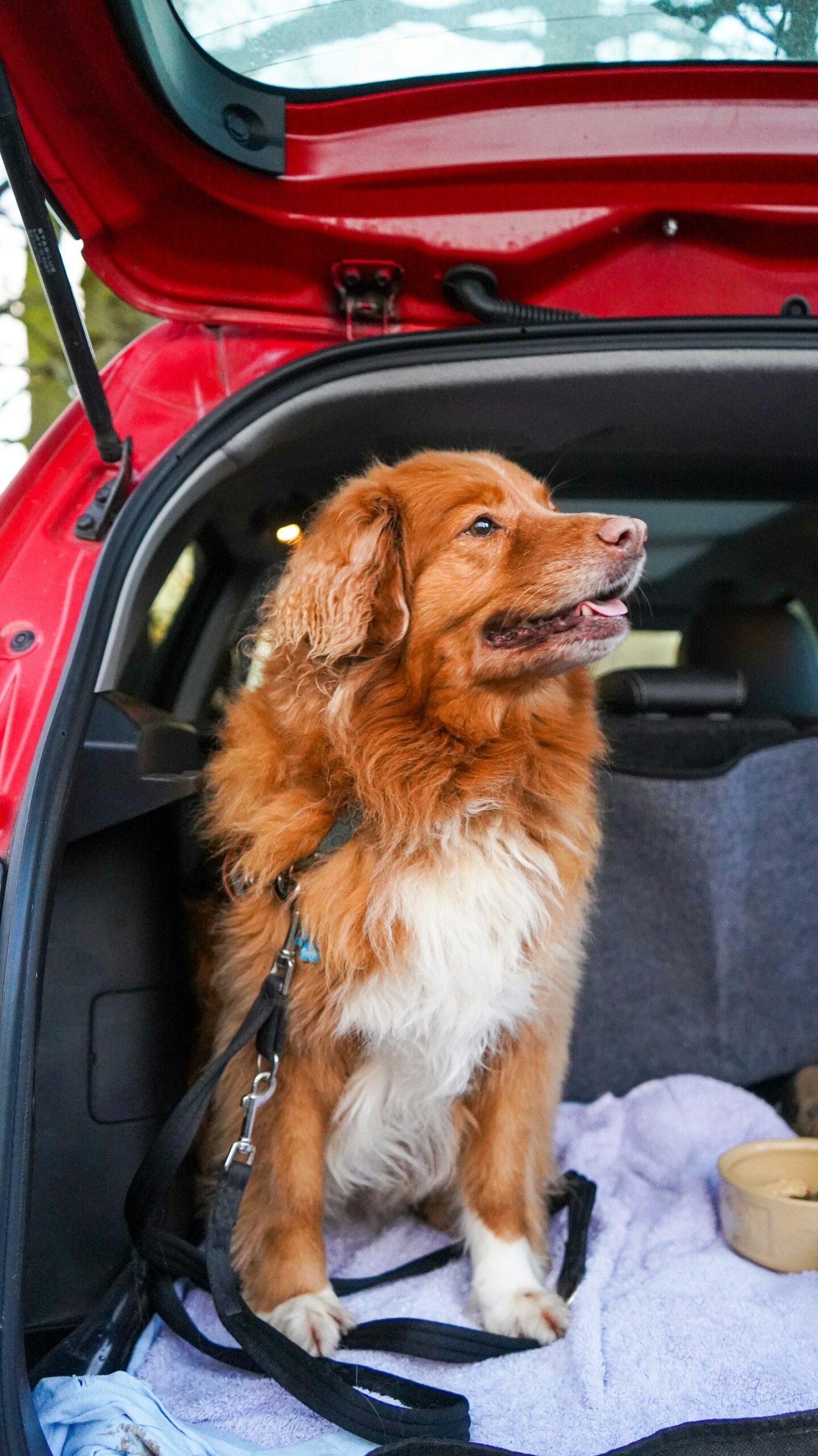 Large dog secured in the back of a car, representative of car travel safety for large dogs