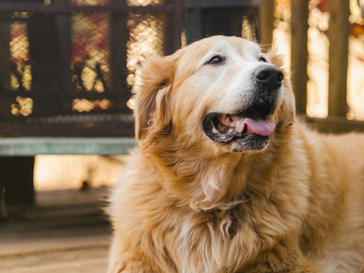 Golden retriever outdoors, representative of the large dogs the LEMBERI 8x4x6FT kennel fits