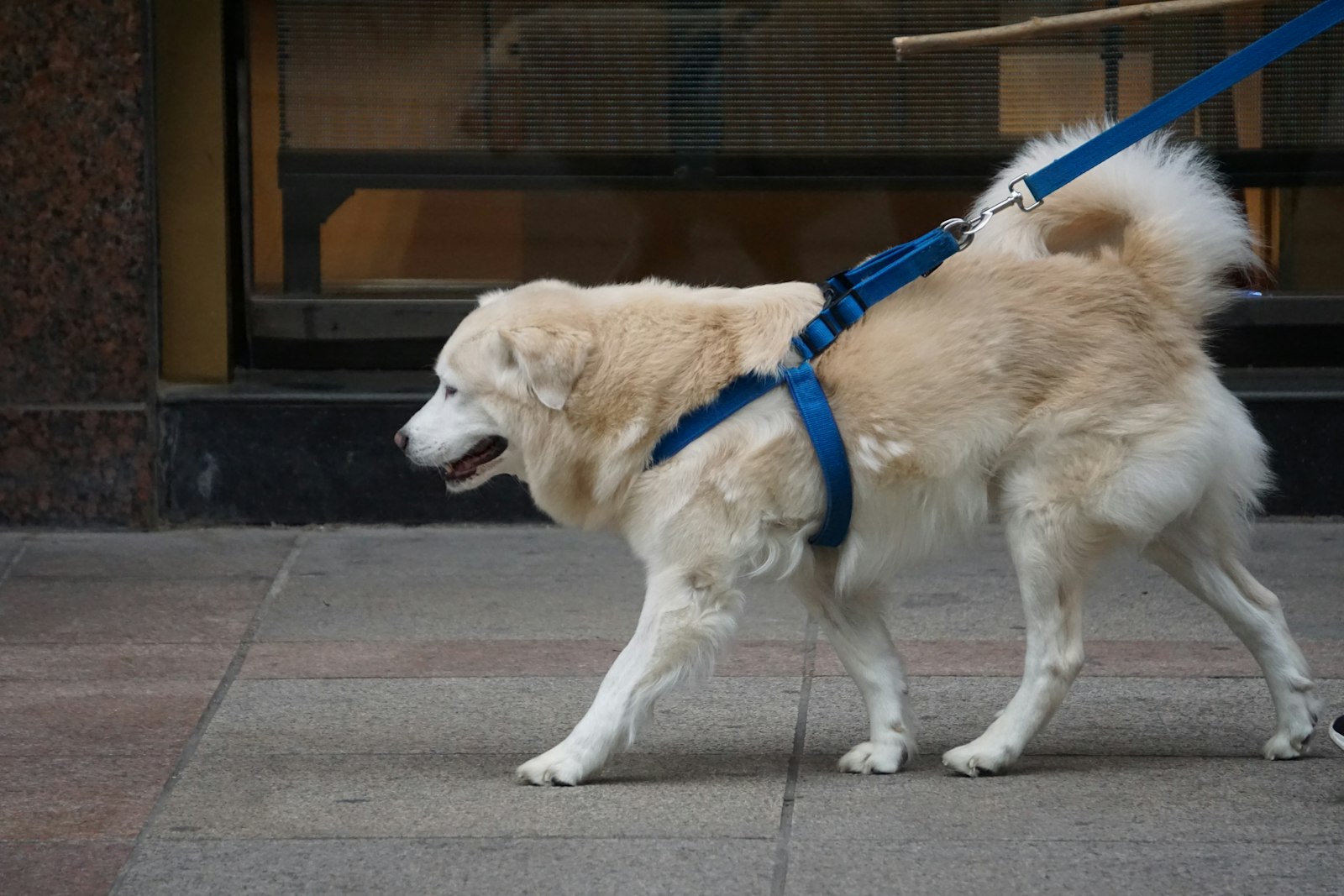 Large dog wearing a walking harness outdoors