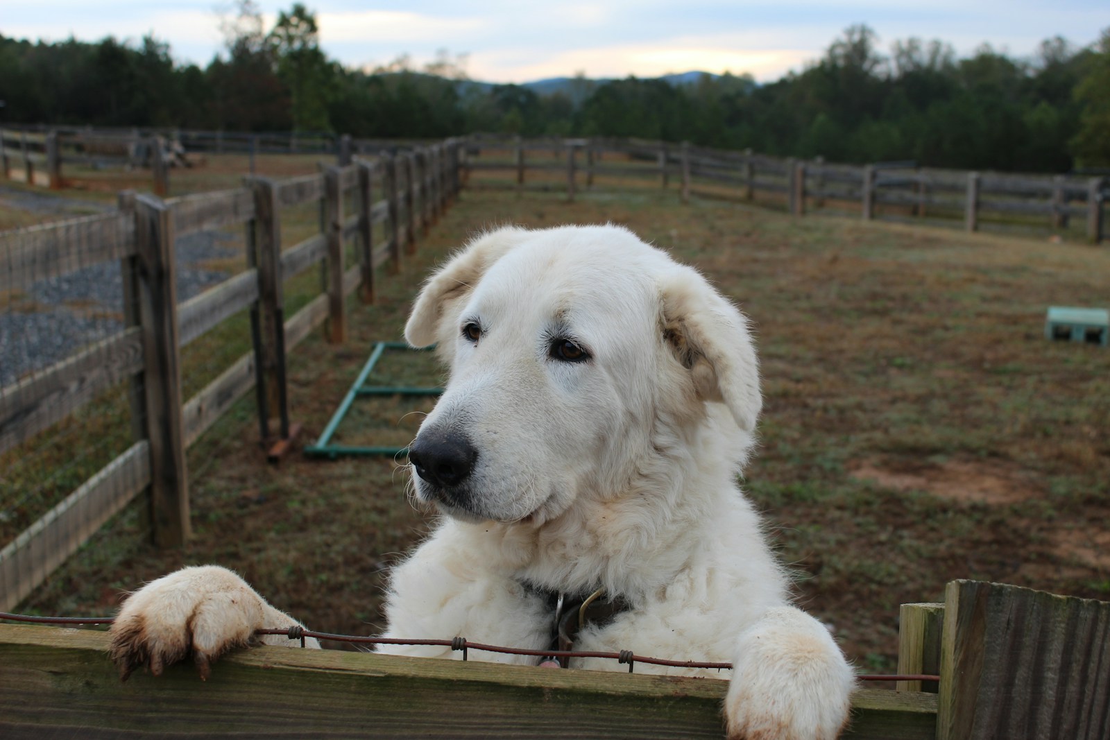 Large dog resting near an outdoor fence, representative of the dogs an outdoor kennel is built for