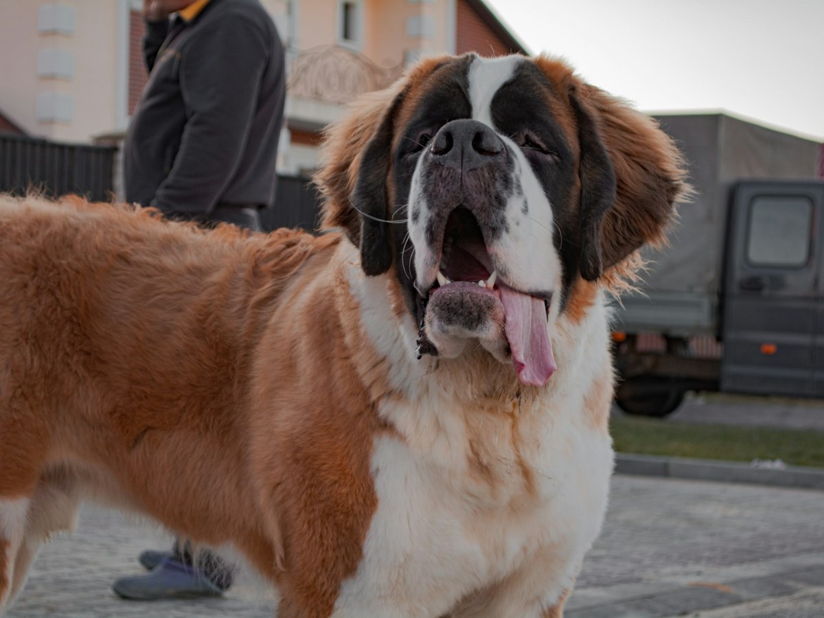 Saint Bernard, a large breed dog outdoors, representative of the dogs the Walkin’ Wheels Large fits