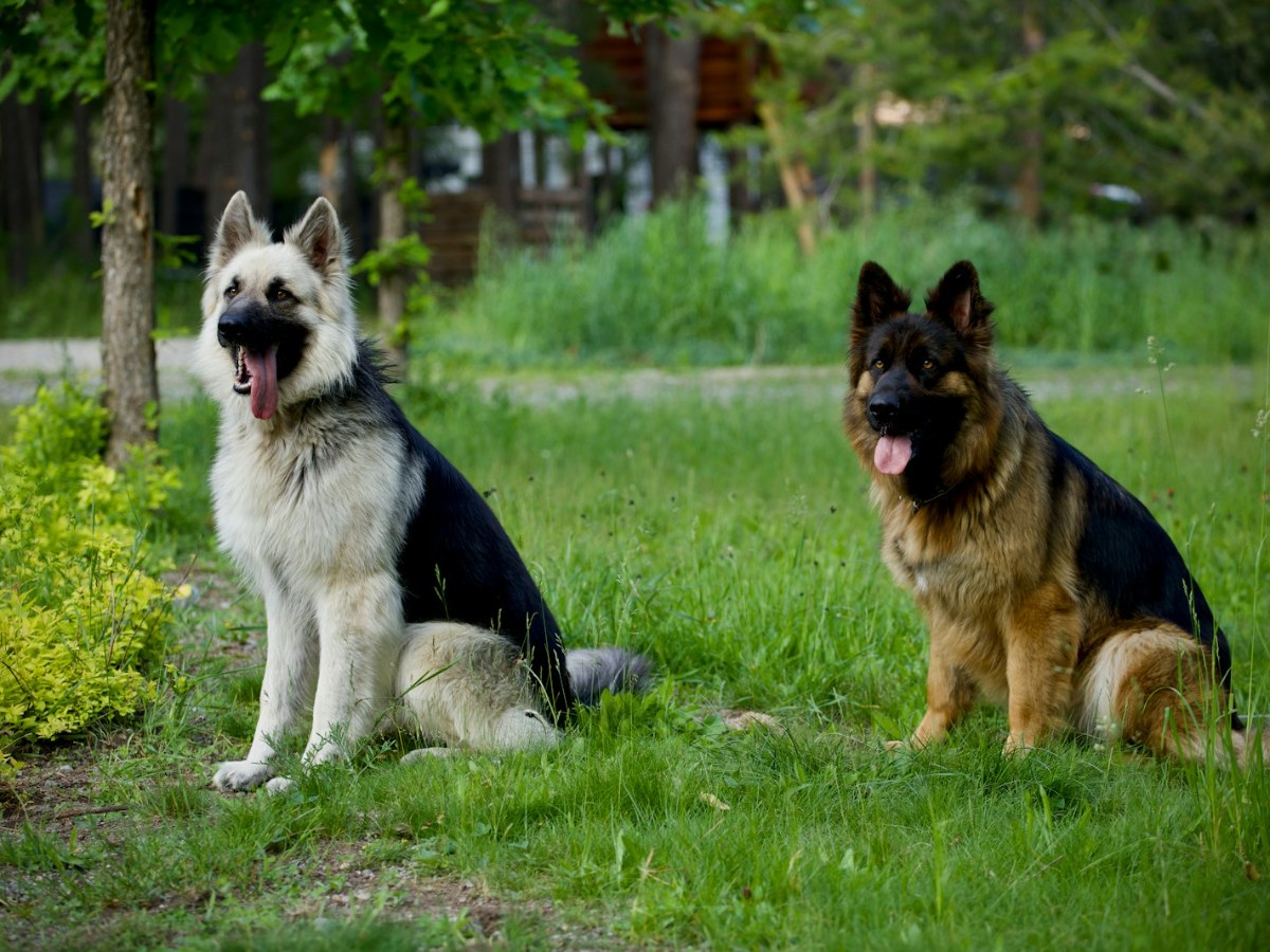 Two large dogs outdoors together, representative of the multiple-dog households the Guiferland 2-pack kennel is built for
