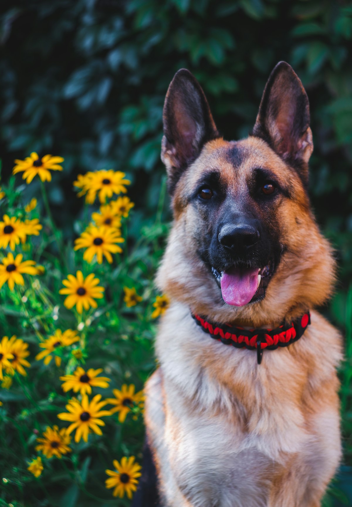 German Shepherd wearing a red collar in front of yellow flowers