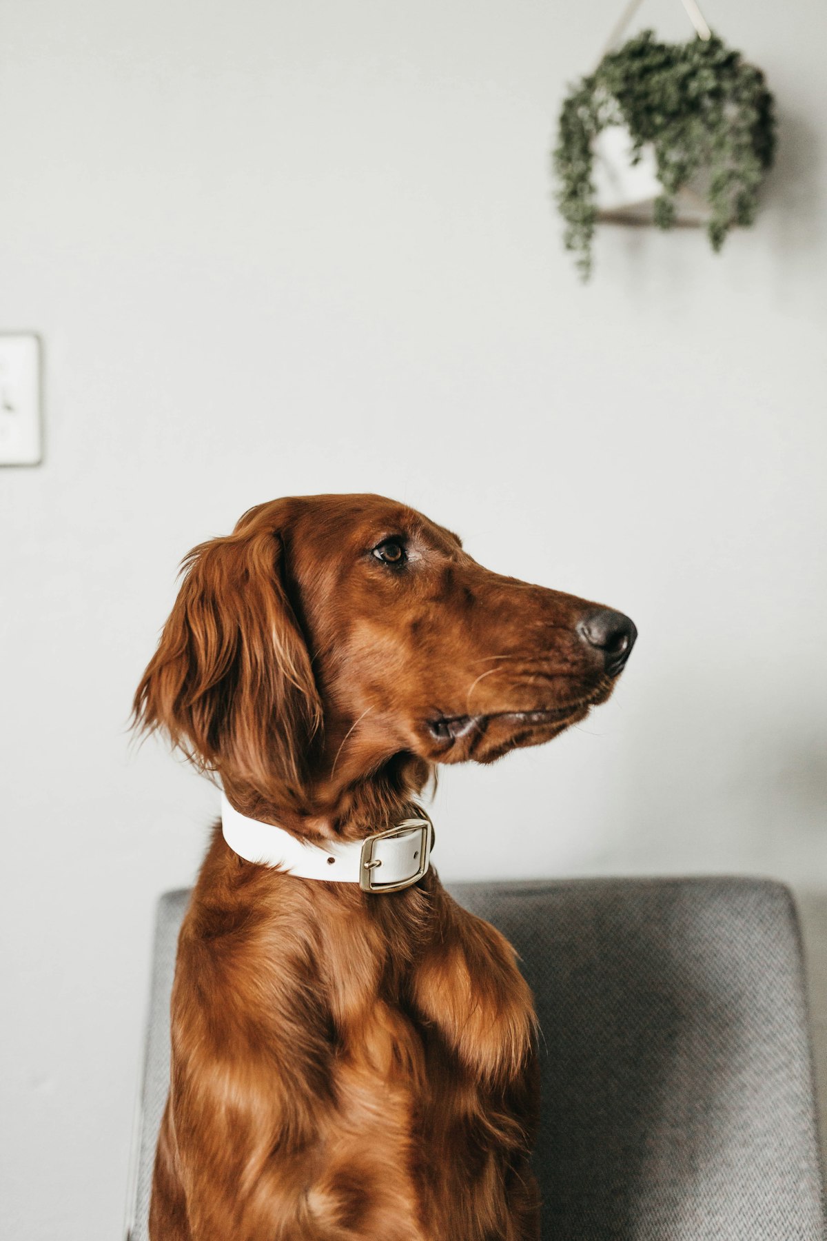 Red-coated setter in profile wearing a white collar