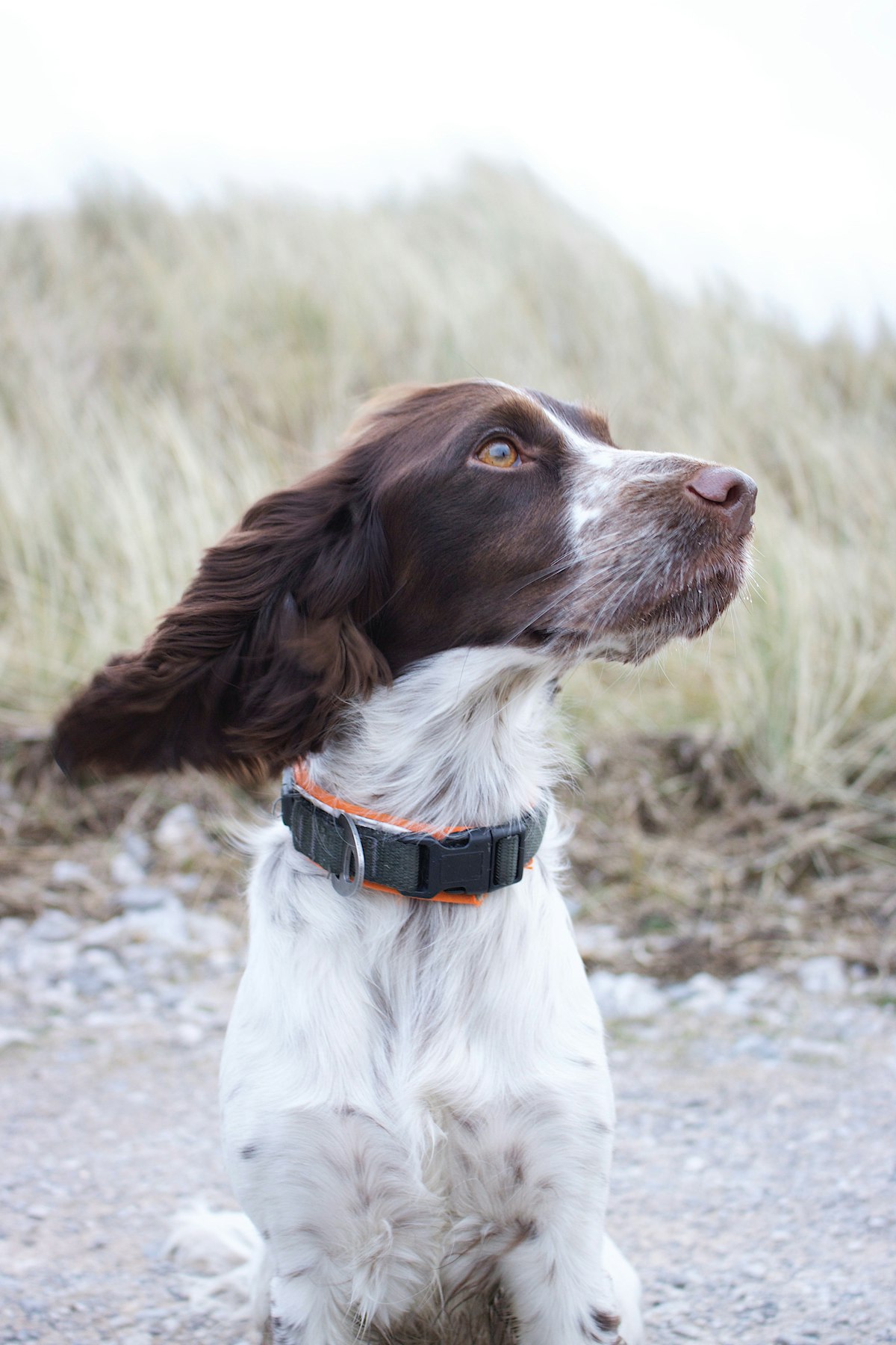 Brown and white spaniel wearing a dark collar outdoors