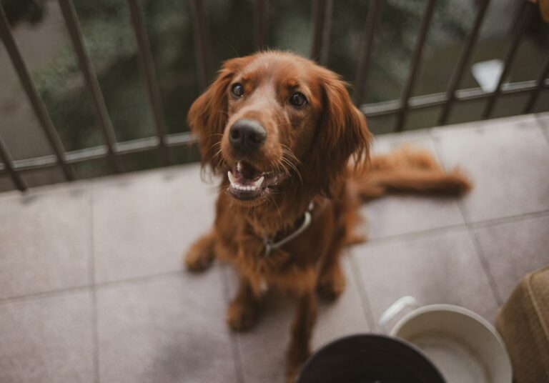 Irish setter looking up at the camera beside food and water bowls on a balcony floor