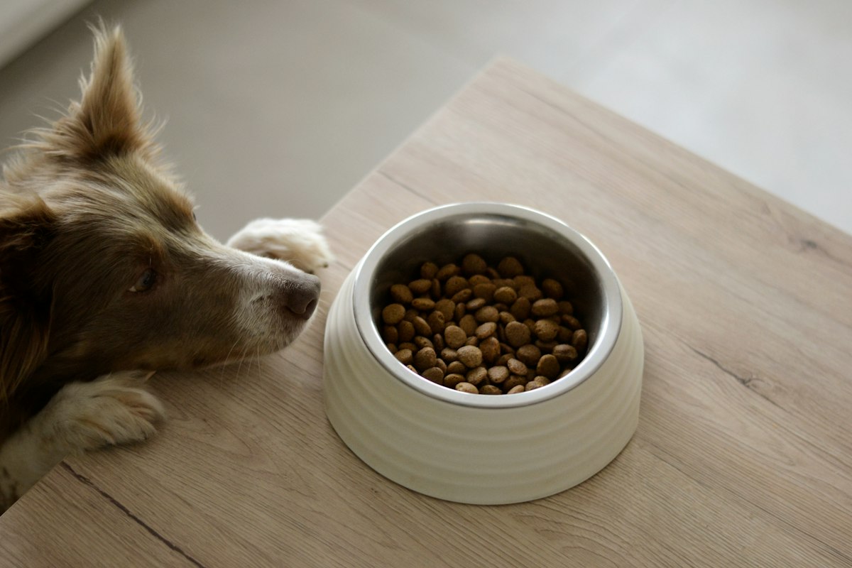 Border collie resting its chin on a wooden table beside a bowl of dry kibble