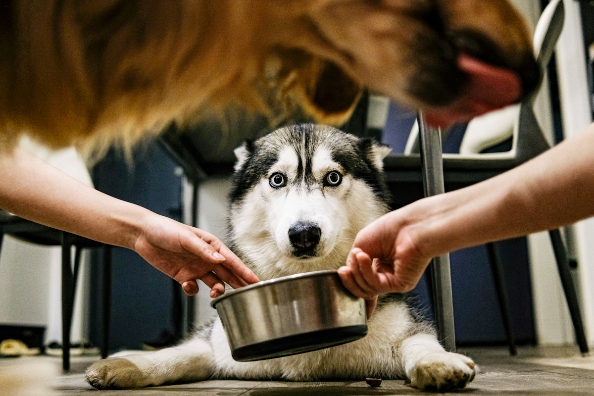 Husky lying on the floor looking up while two people hold a stainless steel dog bowl