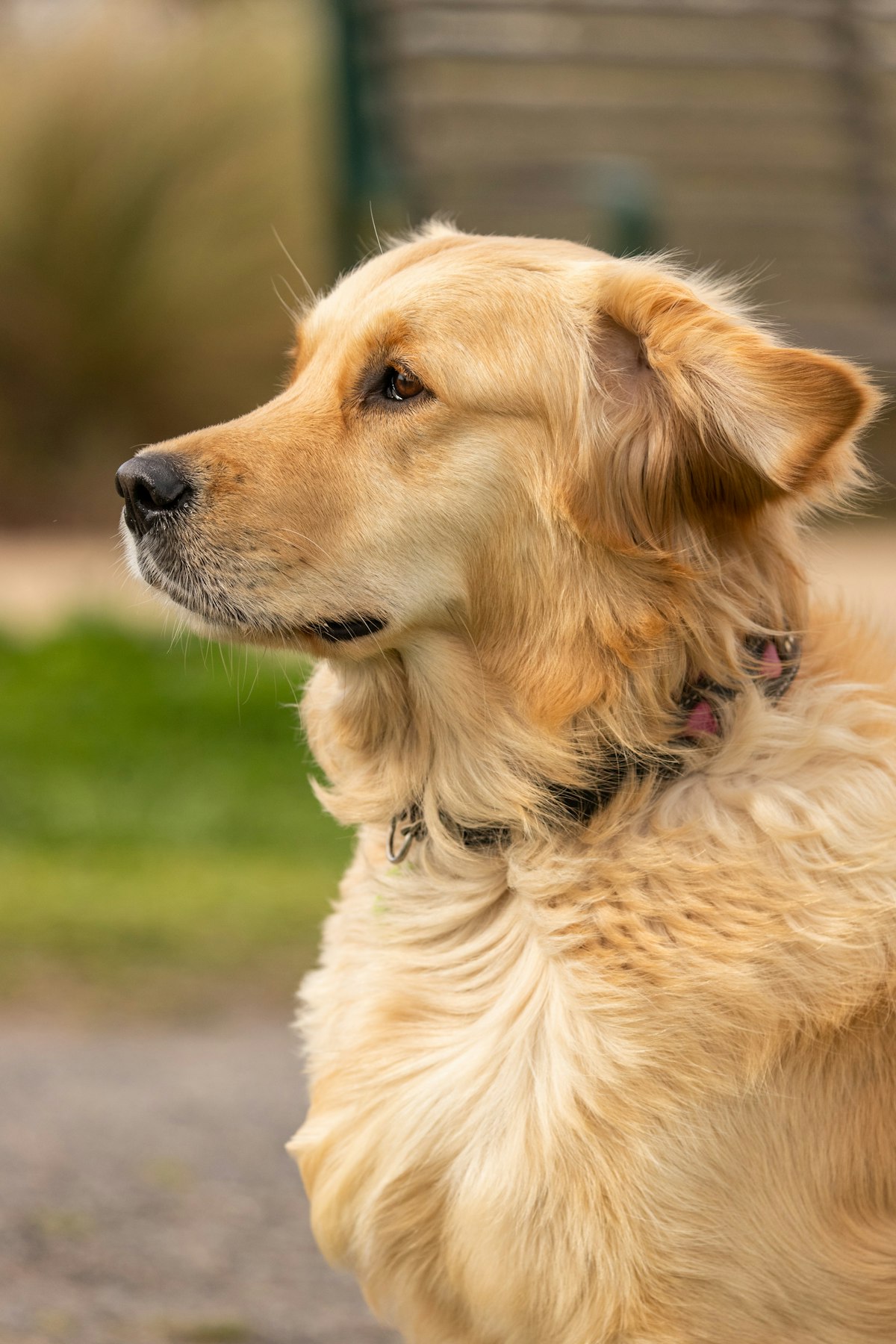 Golden retriever wearing a black collar