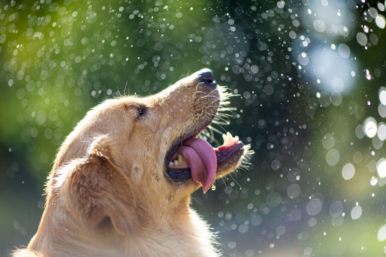 Golden retriever looking up with raindrops and water droplets in the air