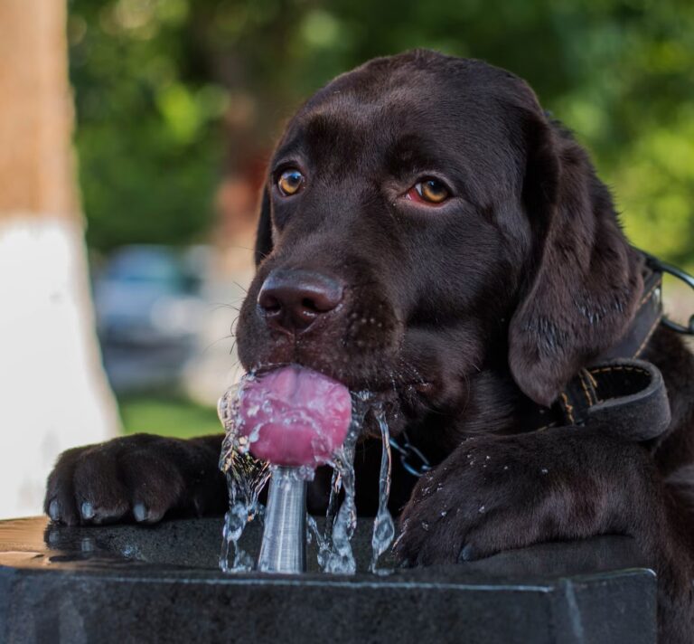 Chocolate Labrador drinking from an outdoor water fountain spout with its front paws on the stone edge