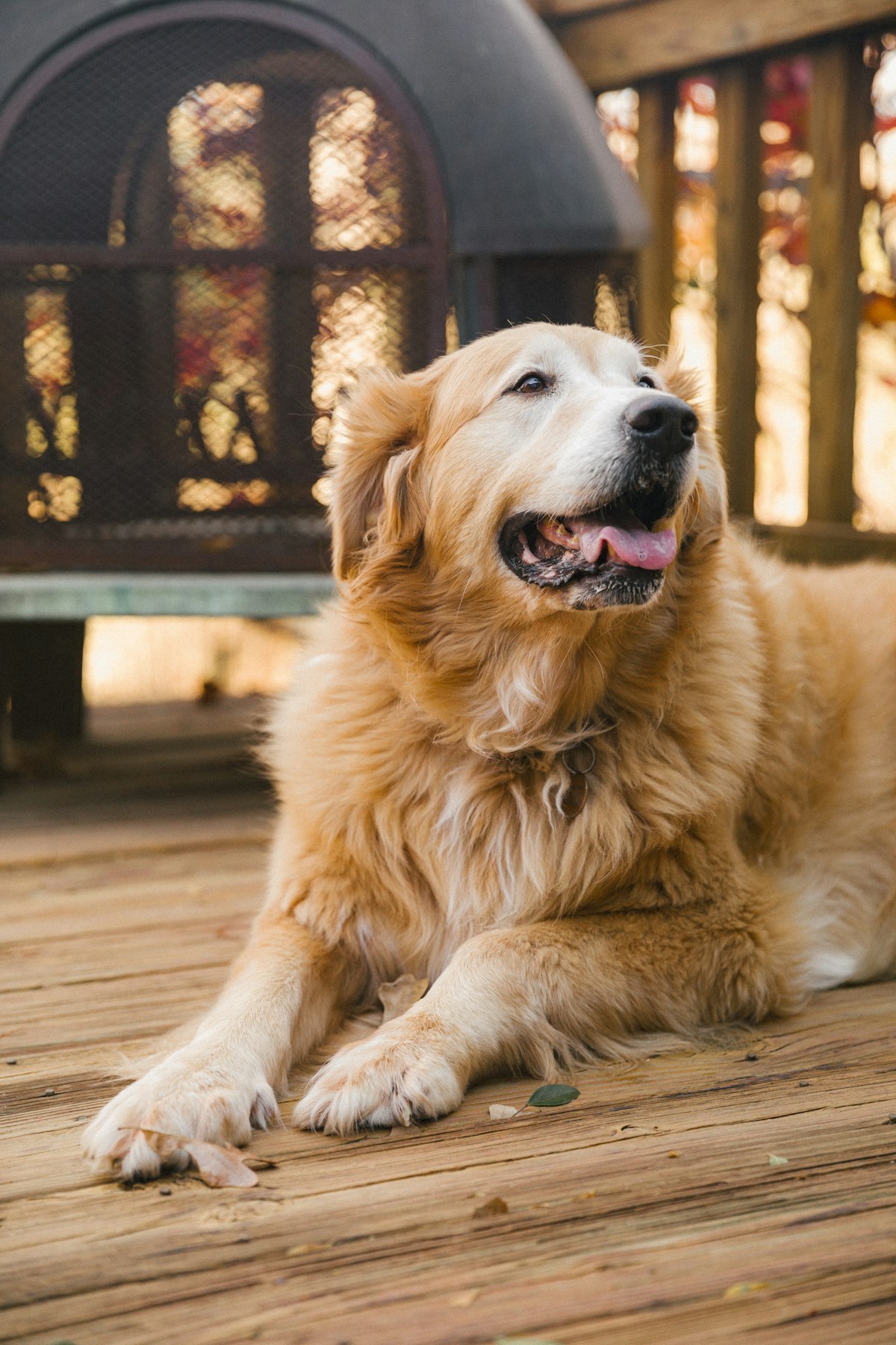 Large brown dog resting on a wooden floor