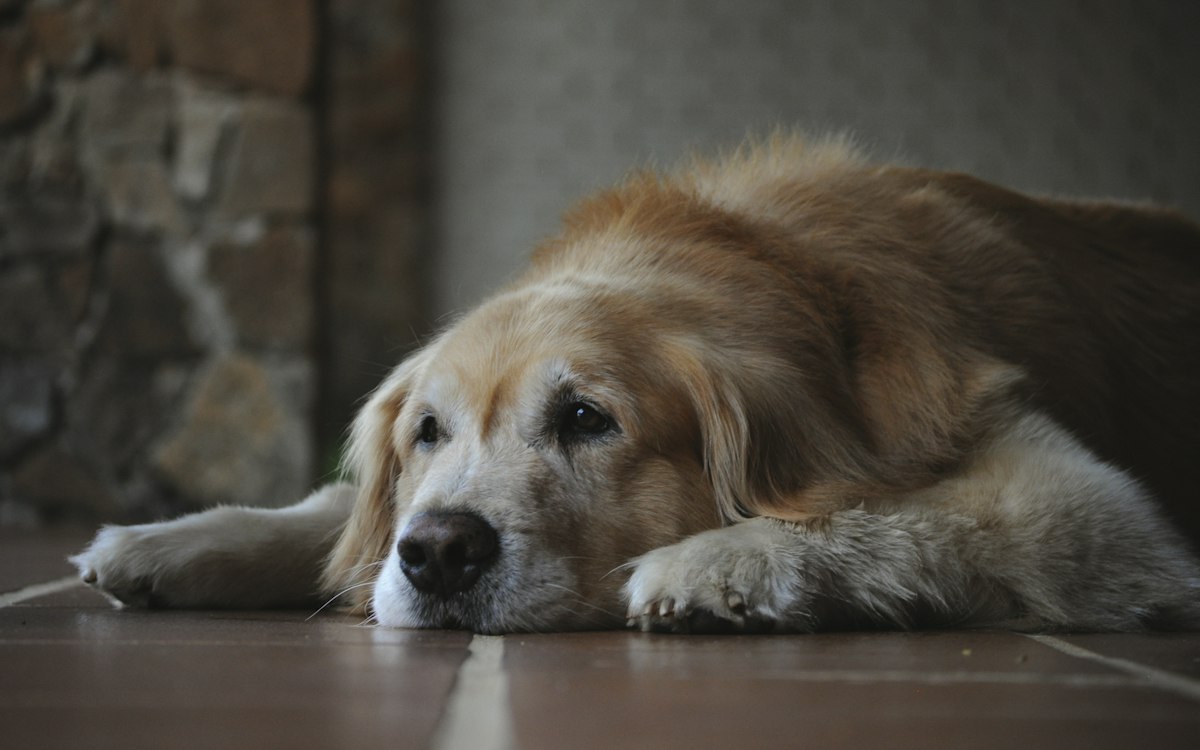 Long-coated dog lying on a floor indoors