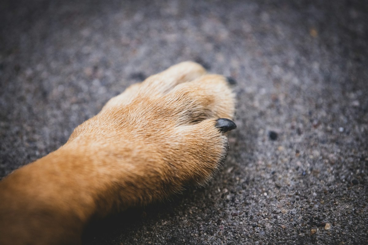 Close-up of a dog paw on asphalt