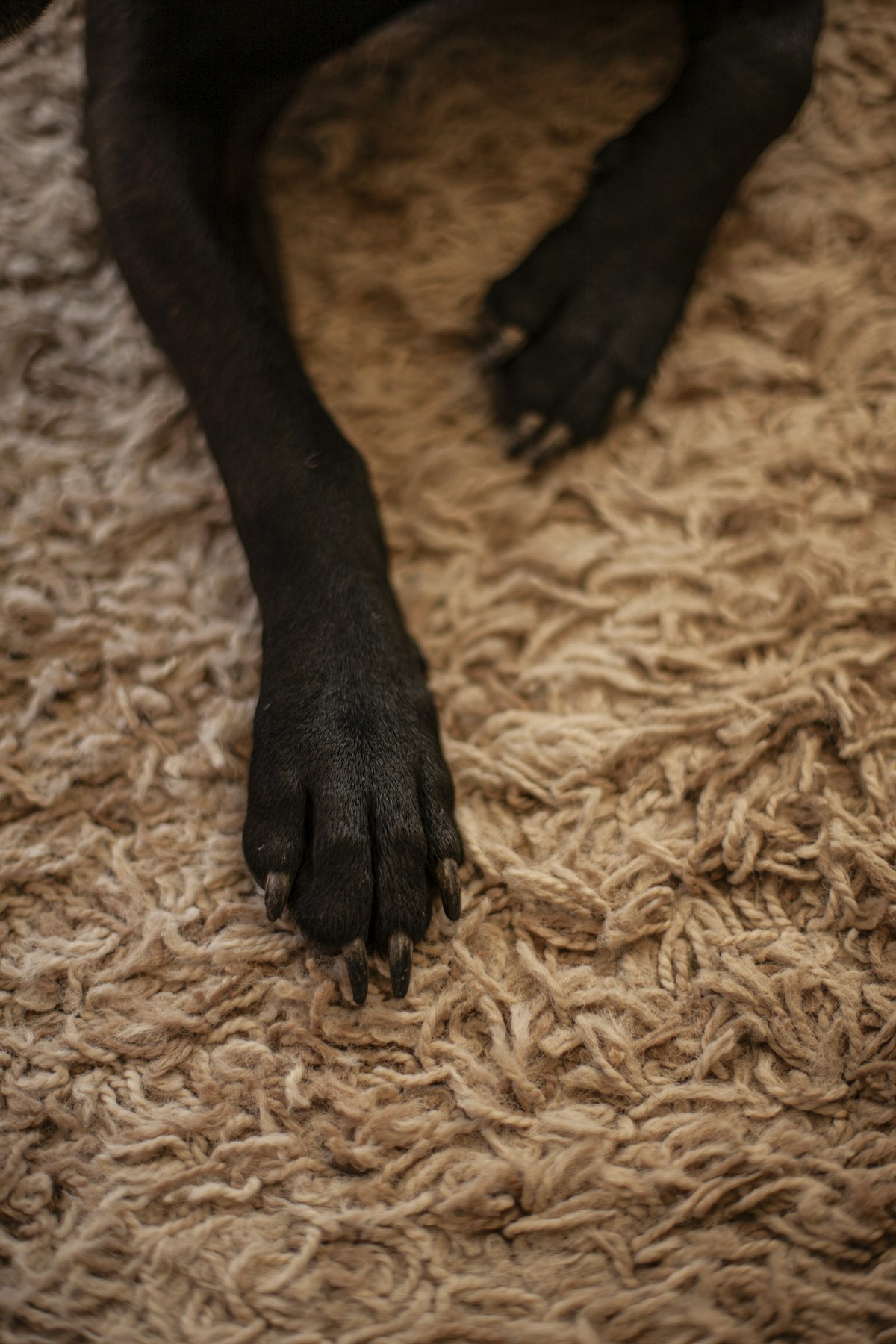 Black dog paw resting on a shaggy rug