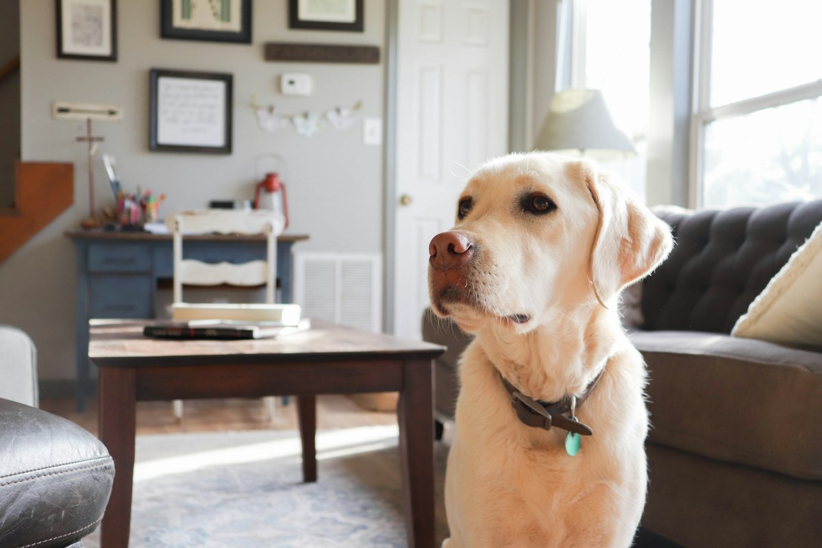 Yellow Labrador sitting in a living room