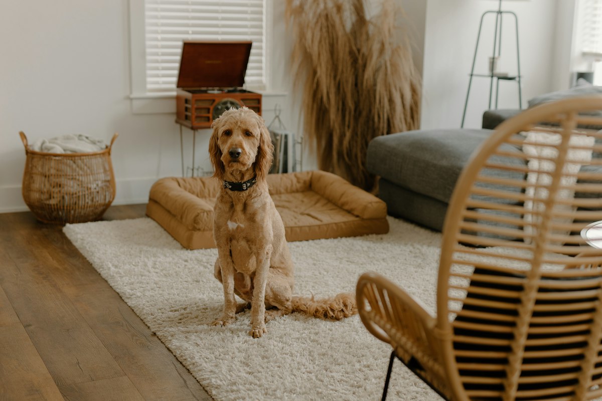 Dog standing on a rug in a bright living room