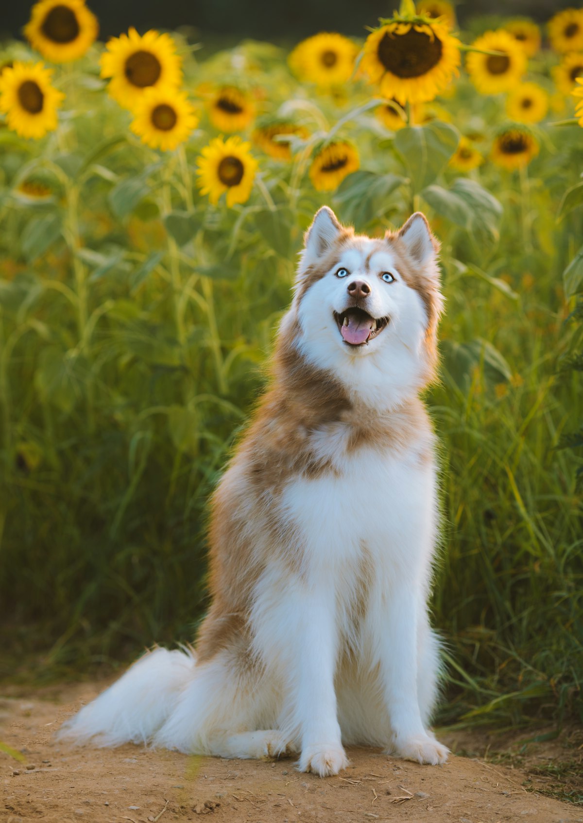 Husky sitting in tall grass