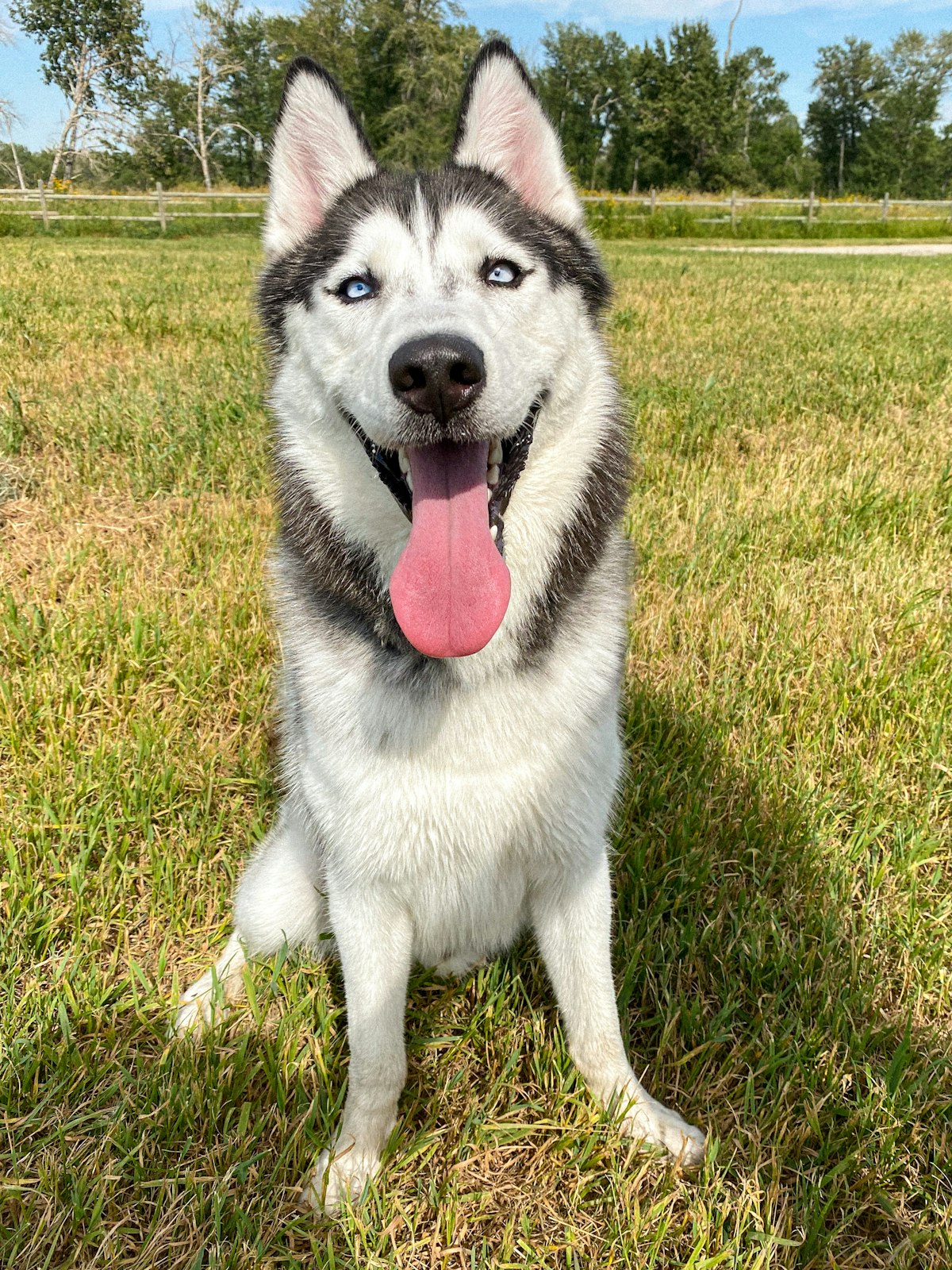 Husky panting on the grass
