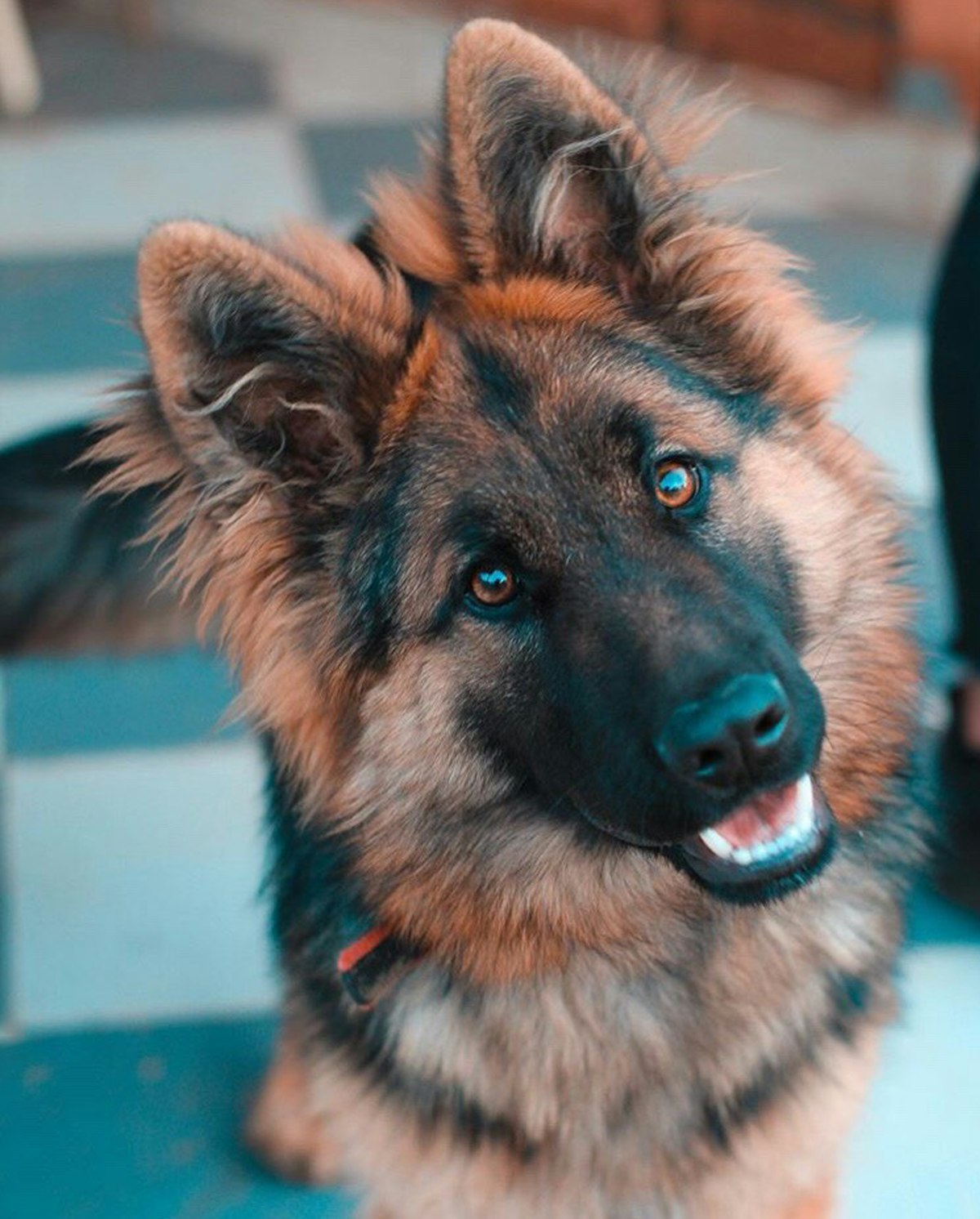 Close-up of a German Shepherd