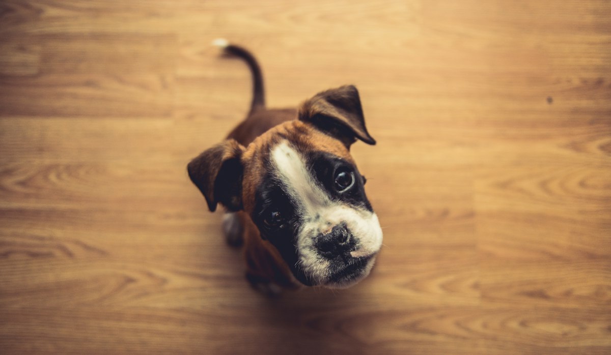 Boxer looking up from a wooden floor