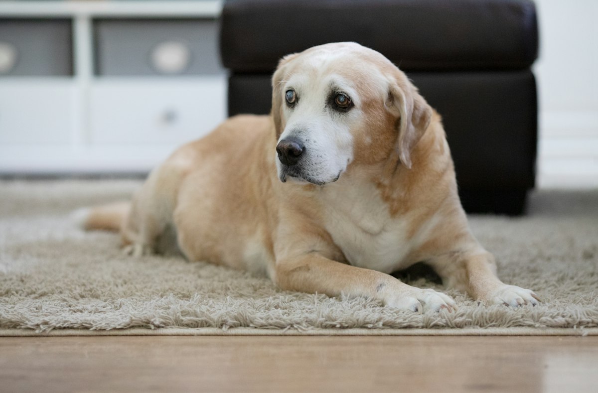 Golden retriever lying on a rug at home