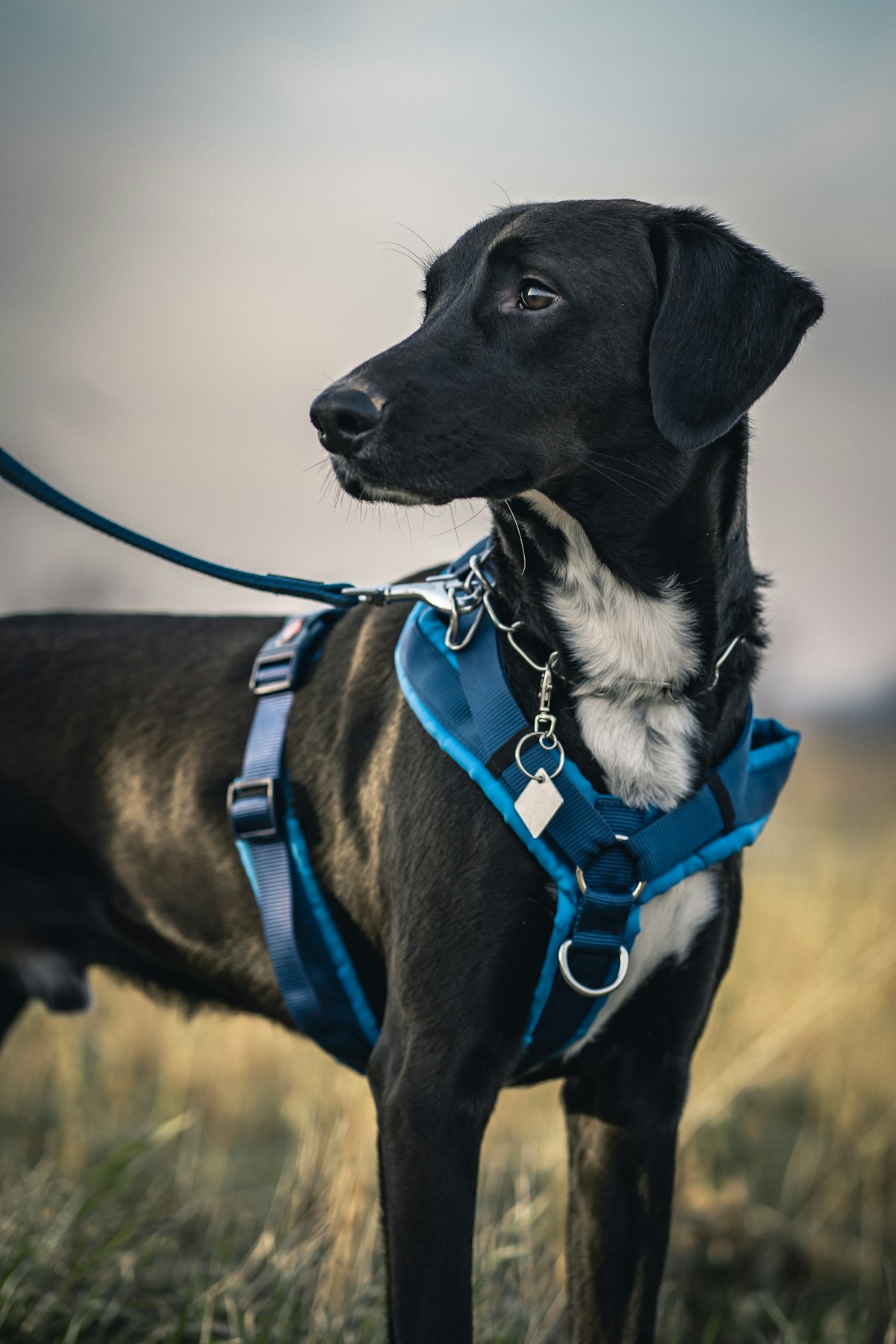 Black dog in a blue harness