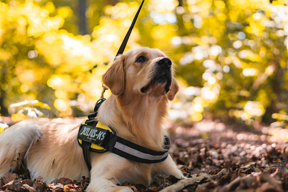 Golden dog in a harness among autumn leaves