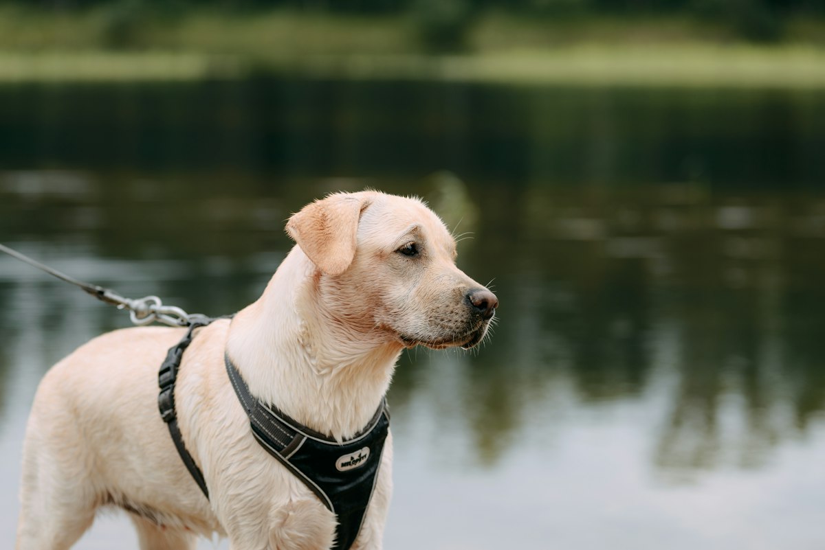 Yellow Labrador puppy in a harness by a lake