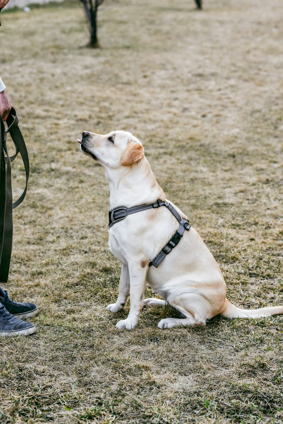 White dog wearing a harness, sitting on dry grass
