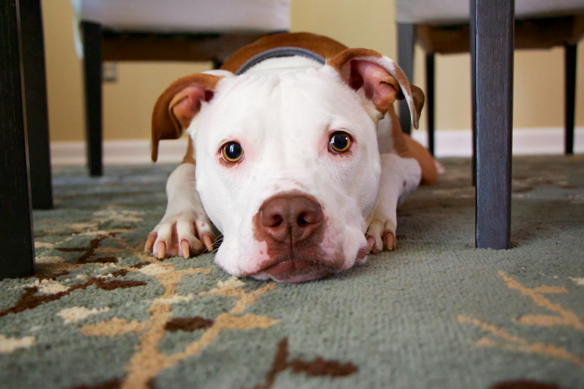 Dog resting its head on the floor under a table