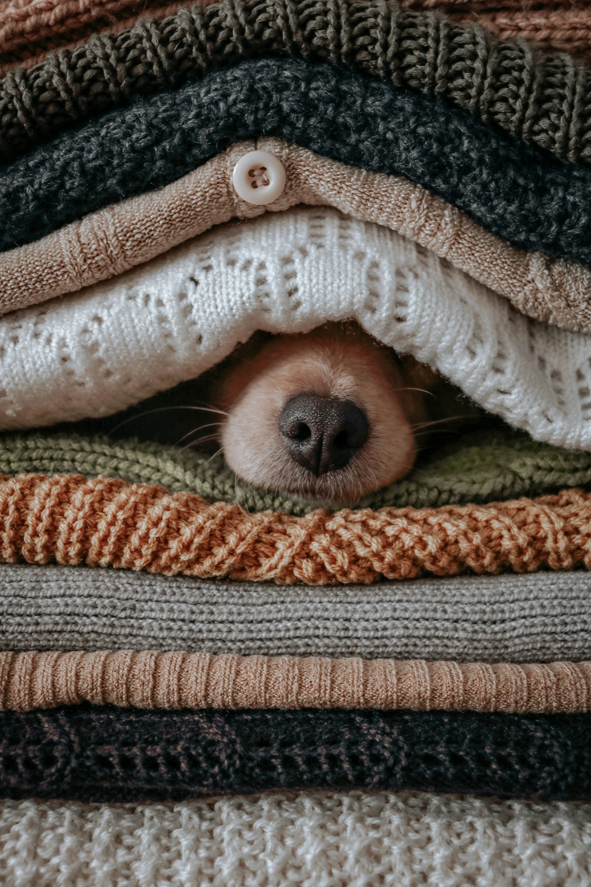 Dog hiding under a knitted blanket