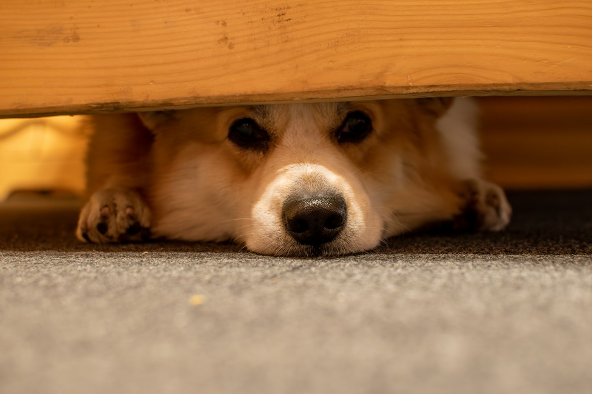 Dog peeking out from under a piece of furniture