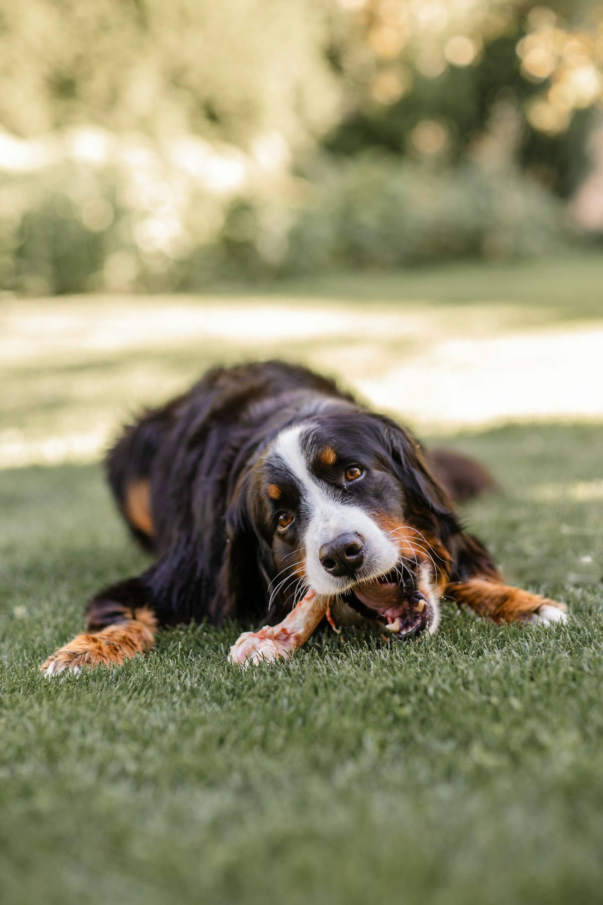 Black and white dog lying on the grass