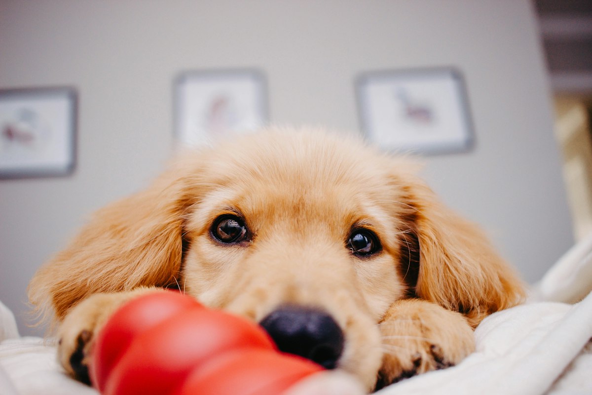 Golden puppy chewing a red rubber toy