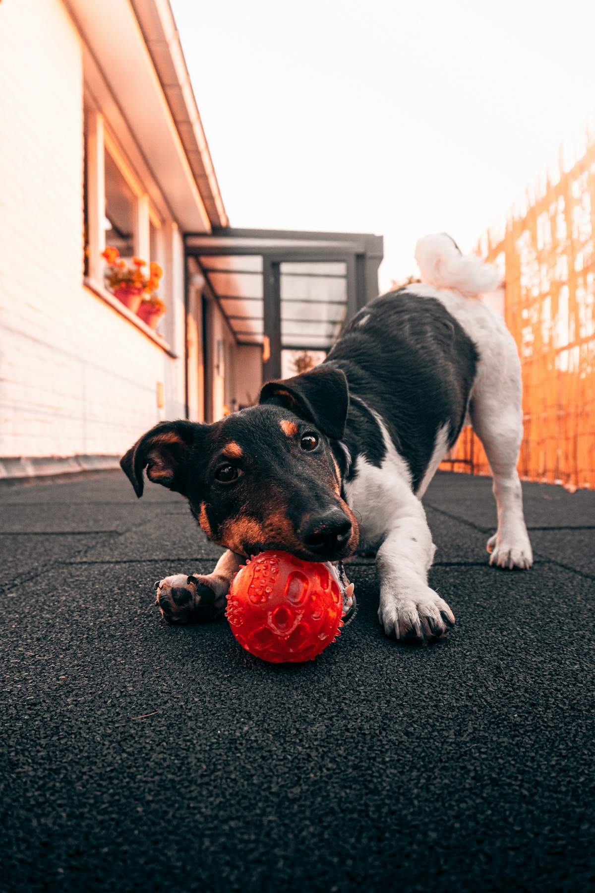 Black and white dog playing with a red toy