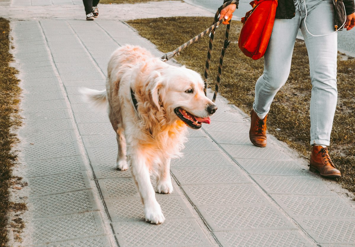 Golden retriever walking on a leash beside its owner