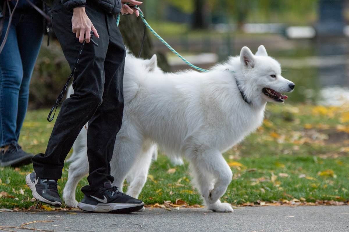 White dog on a leash walking with its owner