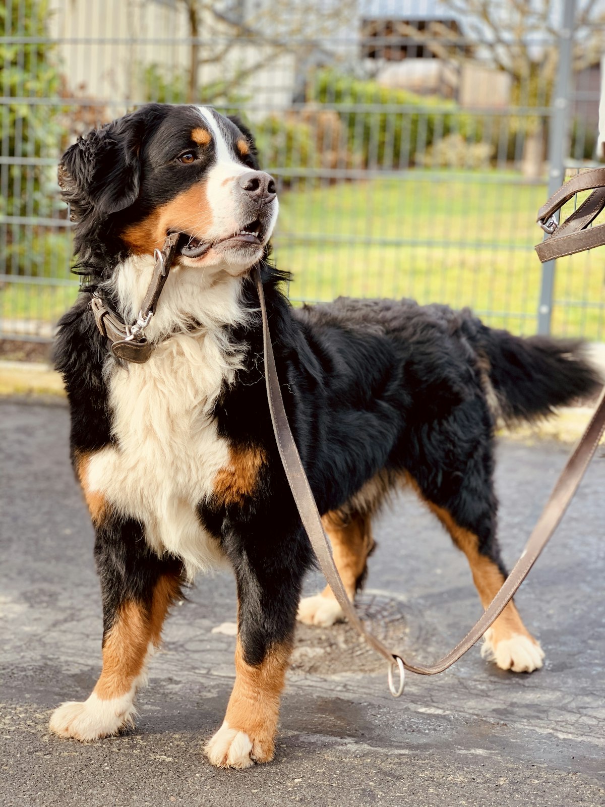 Bernese mountain dog on a leash