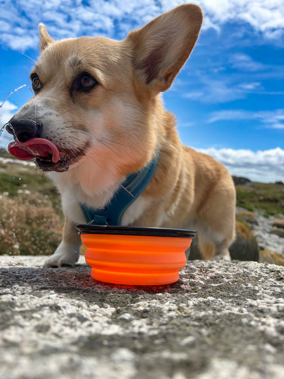 Golden retriever drinking from an orange travel bowl