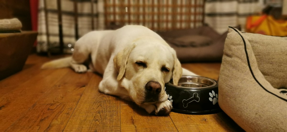 Yellow Labrador lying on a wooden floor beside its food bowl