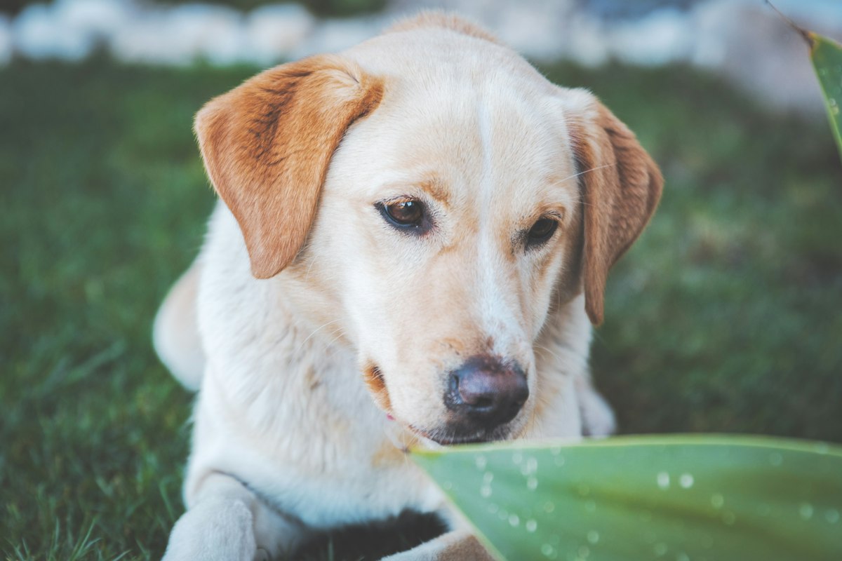 Yellow Labrador outdoors with a green bowl in front of it