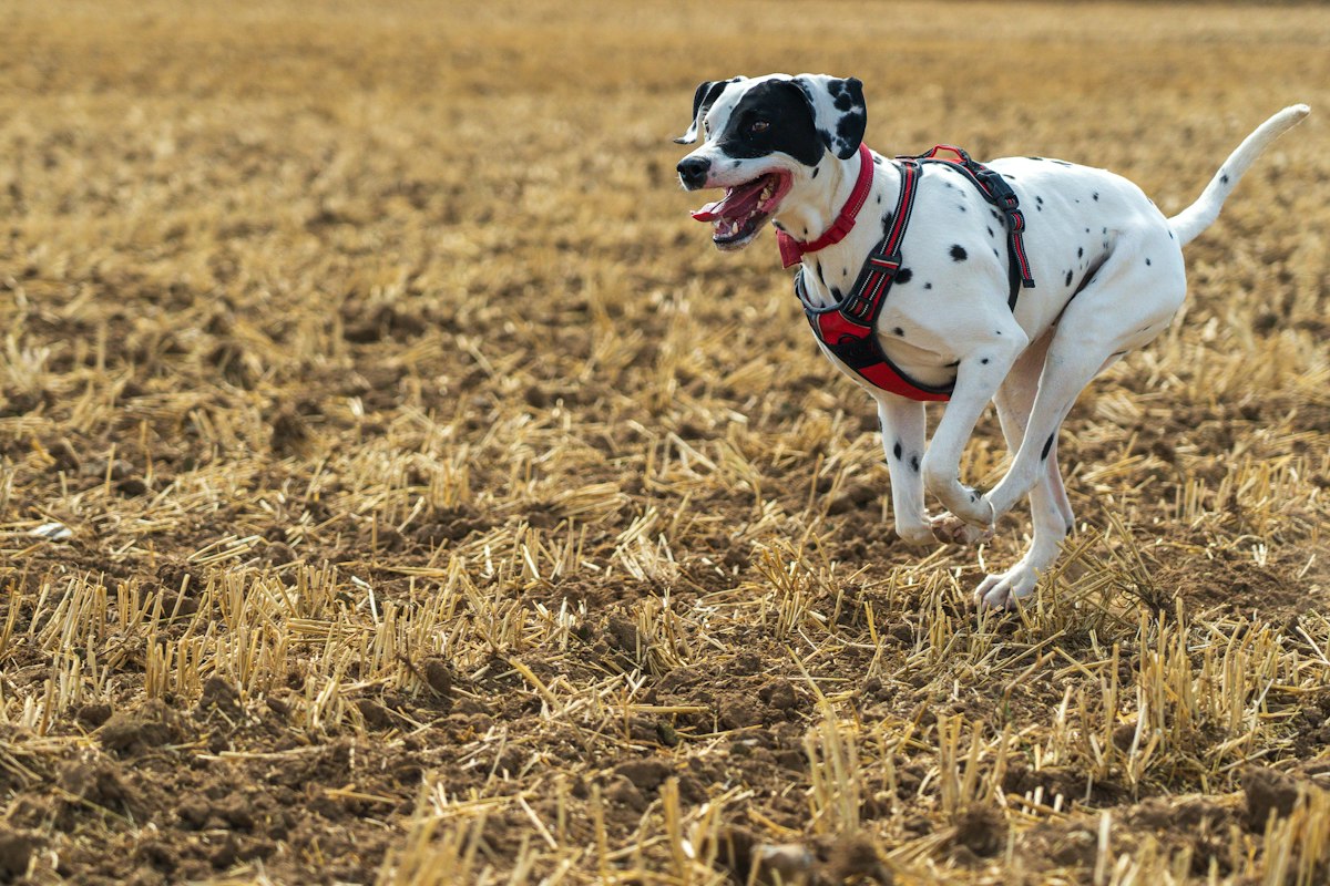 Black and white dog running across a dry field