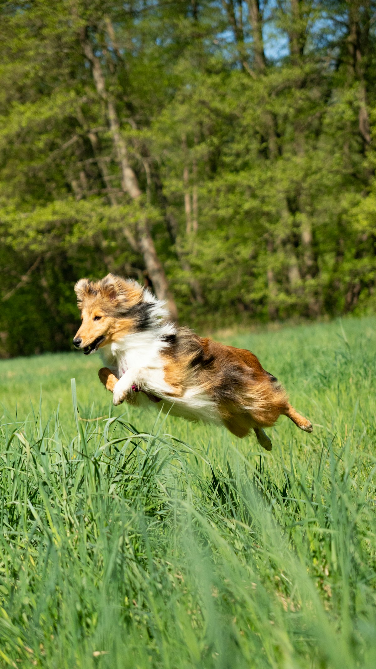 Dog running through green grass