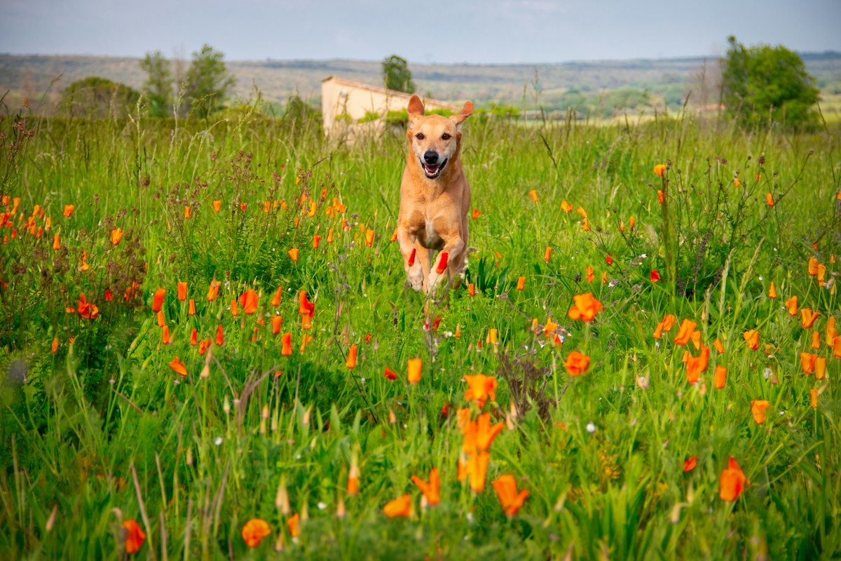 Dog running through a field of orange flowers