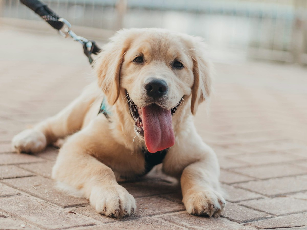 Golden retriever puppy lying on paving stones