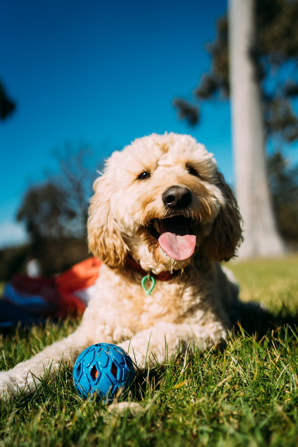 Curly-coated dog smiling outdoors